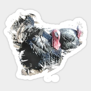 Gobble Gobble lets talk Turkey Sticker